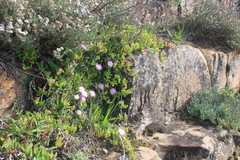Ruschia promontorii