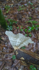 Cymatoderma caperatum