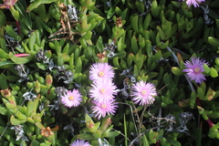 Ruschia promontorii