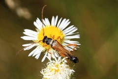 Stenopterus flavicornis