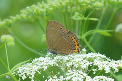 Satyrium pruni