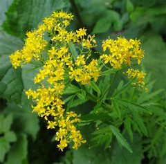 Descurainia tanacetifolia