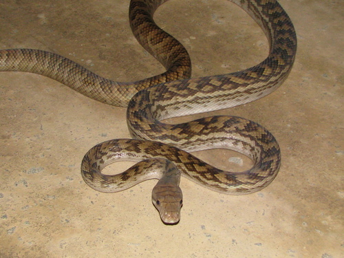 Australian Scrub Python sighting