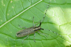 Agapanthia villosoviridescens