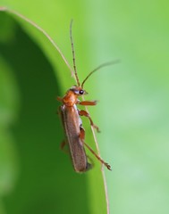 Cantharis livida