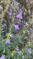 Penstemon platyphyllus
