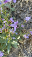 Penstemon platyphyllus