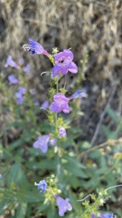 Penstemon platyphyllus