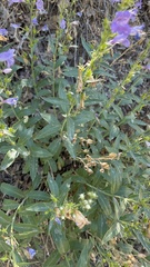 Penstemon platyphyllus
