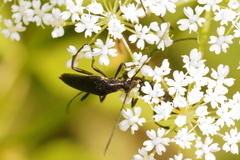 Stenurella nigra