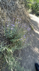 Penstemon platyphyllus