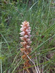 Orobanche amethystea amethystea