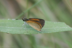 Ancyloxypha numitor