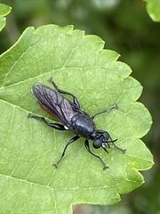 Lampria bicolor