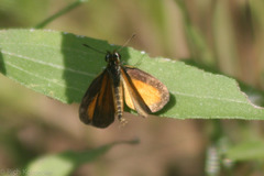 Ancyloxypha numitor