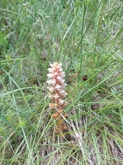 Orobanche amethystea amethystea