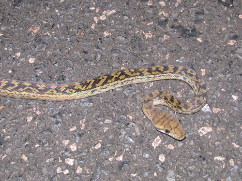 Australian Scrub Python sighting