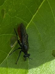 Lampria bicolor
