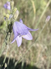 Campanula petiolata