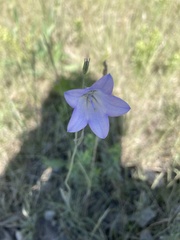 Campanula petiolata