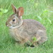 New England Cottontail - Photo (c) Will Kostick, some rights reserved (CC BY-NC), uploaded by Will Kostick