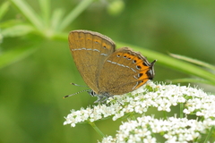 Satyrium pruni