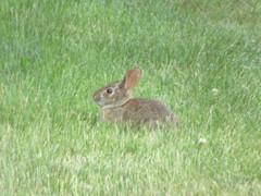 Sylvilagus transitionalis