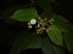 Miconia octona