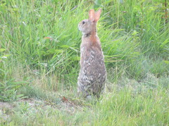 Sylvilagus transitionalis