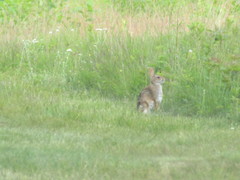 Sylvilagus transitionalis