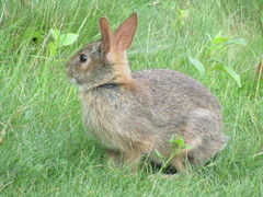 Sylvilagus transitionalis