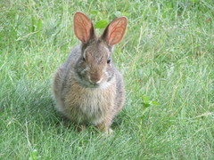 Sylvilagus transitionalis
