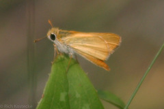 Ancyloxypha numitor