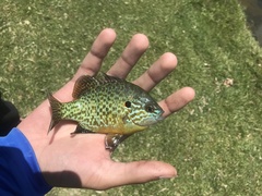 Lepomis gibbosus