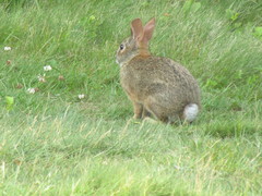 Sylvilagus transitionalis