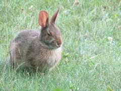 Sylvilagus transitionalis