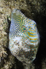 Canthigaster amboinensis