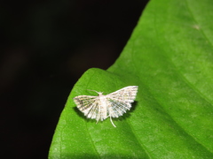 Alucitidae