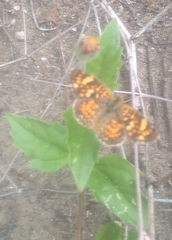 Phyciodes pallescens