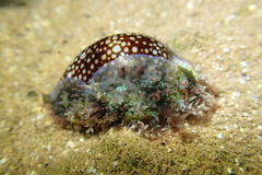 Monetaria caputophidii