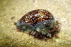 Monetaria caputophidii