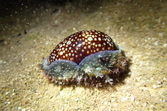 Monetaria caputophidii