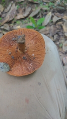 Lactarius peckii