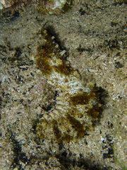 Holothuria pervicax