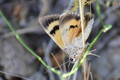 Catocala neonympha