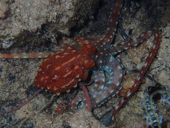 Callistoctopus ornatus