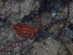 Callistoctopus ornatus