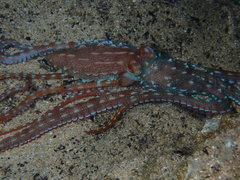 Callistoctopus ornatus