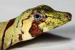 Anolis transversalis