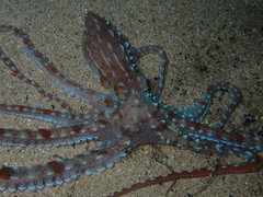 Callistoctopus ornatus